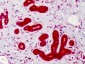 CASP4 / Caspase 4 Antibody